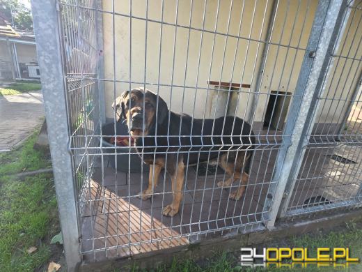 Opolskie schronisko świętuje 33. urodziny. Najważniejsze życzenie? Nowe domy
