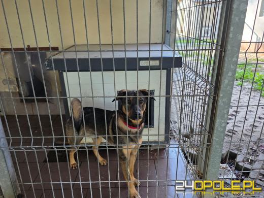 Opolskie schronisko świętuje 33. urodziny. Najważniejsze życzenie? Nowe domy