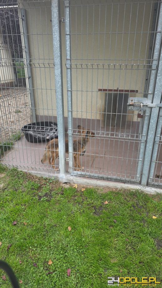 Wychudzoną suczkę przerzucono przez płot schroniska w Opolu WIDEO