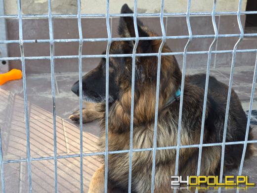 Opolskie schronisko świętuje 33. urodziny. Najważniejsze życzenie? Nowe domy