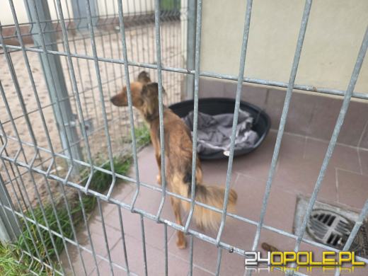 Wychudzoną suczkę przerzucono przez płot schroniska w Opolu WIDEO