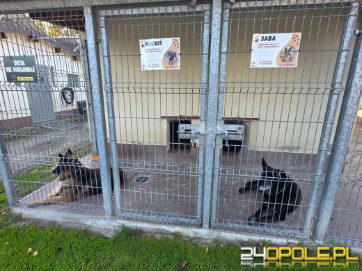 Opolskie schronisko świętuje 33. urodziny. Najważniejsze życzenie? Nowe domy