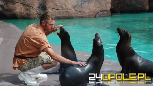 Uchatki Kalifornijskie w opolskim ZOO