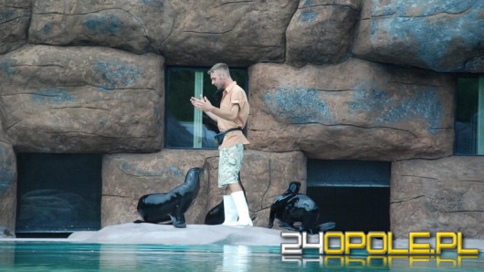 Ludzie zabili uchatkę w opolskim ZOO