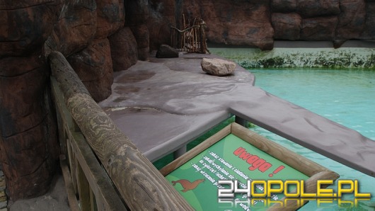 Nie żyje druga uchatka z opolskiego ZOO