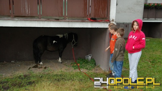 Wiązał kucyka do balkonu