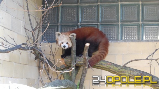 Panda ruda w opolskim ZOO