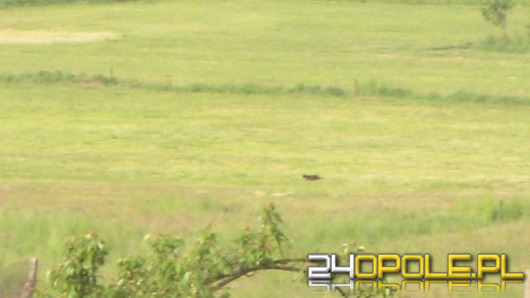 Co z tą pumą?