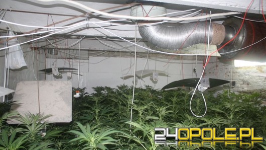 CBŚ zlikwidowało plantację marihuany