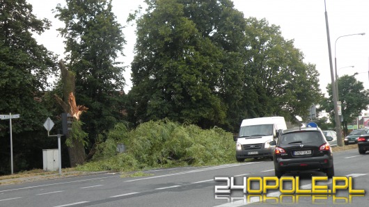 Drzewo spadło na ulicę Oleską