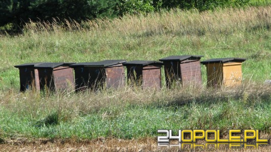 Z krapkowickiej pasieki zniknęły ule