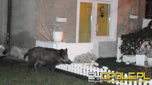 Nocna gonitwa za dzikiem w Opolu