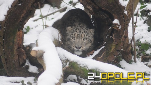 Pantera śnieżna na wybiegu opolskiego zoo