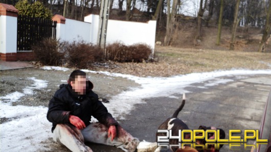 Właściciel amstaffa ranny podczas walki psów