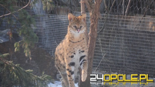 Znowu można zwiedzić zoo nocą