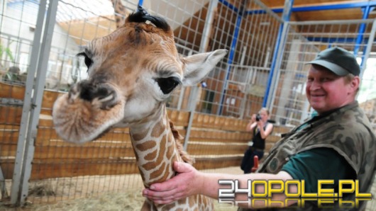 Nowa żyrafa w opolskim zoo. Znajdź dla niej imię