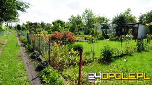 Plaga działkowych kradzieży