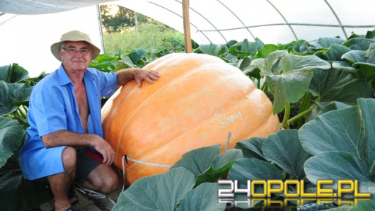Półtonowa dynia-rekordzistka urosła w Zdzieszowicach
