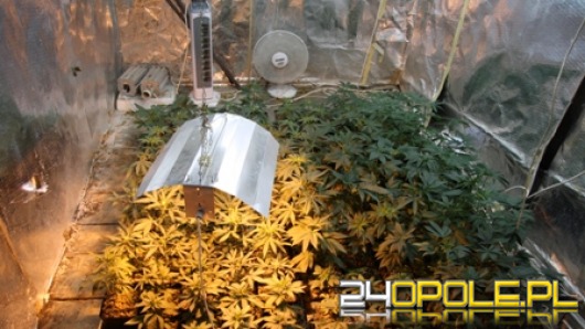 Policjanci zlikwidowali plantację konopii