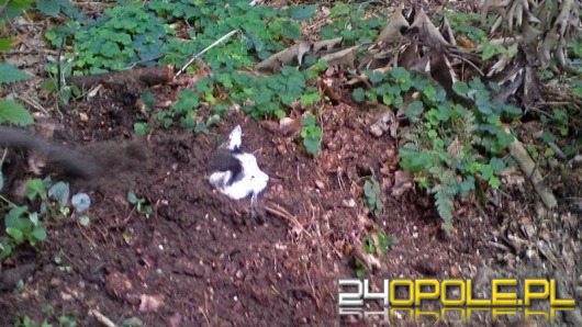 Ktoś żywcem zakopał kota w lesie