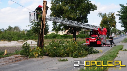 Strażacy wycięli drzewo, w które uderzył kierowca