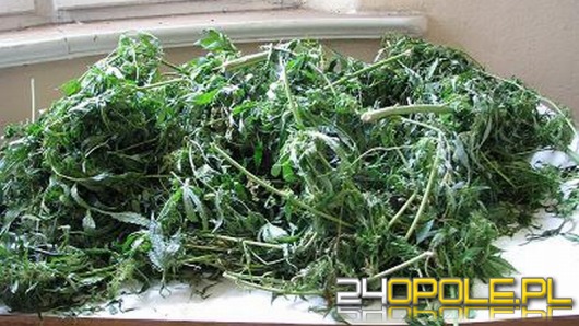 Wieźli w aucie 1,5 kg marihuany. Wpadli podczas kontroli.
