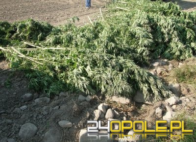 Ogromna plantacja konopii zlikwidowana