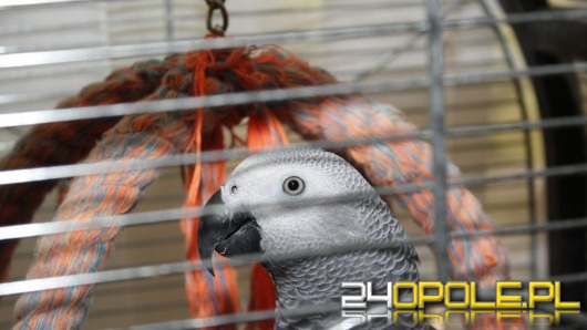 Papugi żako zarejestrowane jako... gołębie