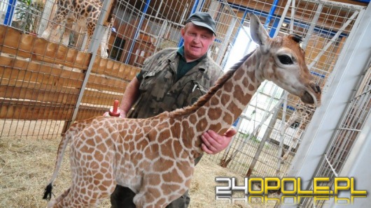 Rekord opolskiego ZOO. 246 tysięcy zwiedzających w 2011 roku