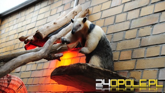 Dora - nowa mieszkanka opolskiego ZOO