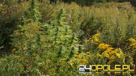 Dwóch 17-latków założyło plantację konopii