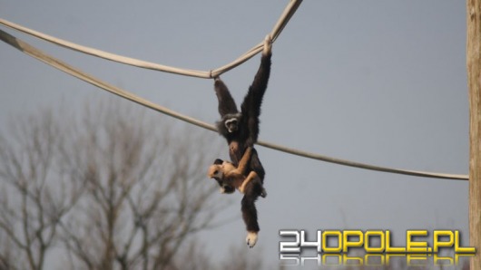 Do opolskiego ZOO przyszła wiosna