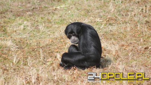 Wkrótce droższe bilety do opolskiego ZOO?