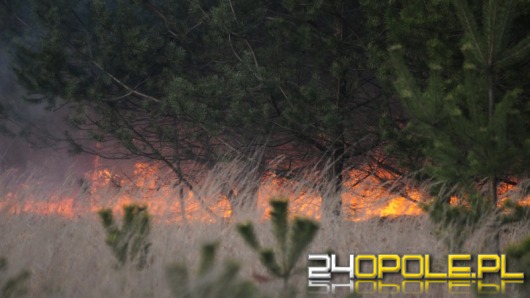 Ogromny pożar lasów między Turawą a Ozimkiem