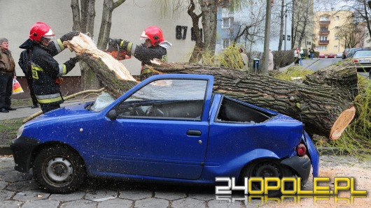 Powalone drzewo zmiażdżyło samochód