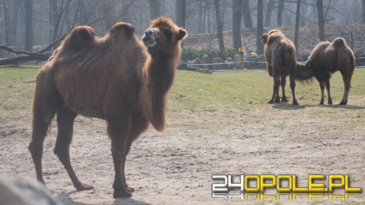 Zwierzaki z opolskiego ZOO przemówiły