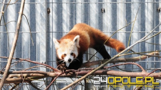 Poznajcie Floriana - nowego mieszkańca opolskiego ZOO