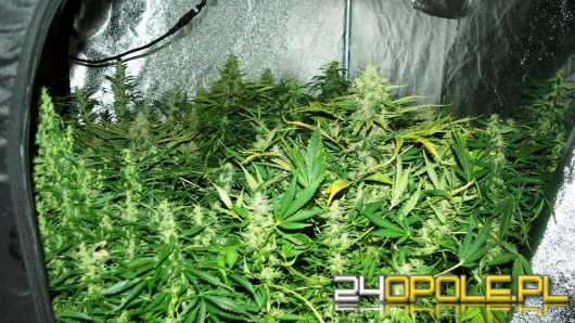 Kryminalni z KWP nakryli kolejny namiot do uprawy konopii