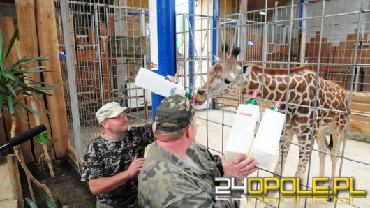 Żyrafa z opolskiego zoo stawia, że Grecja wygra z Polską
