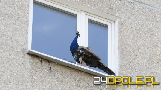 Paw siedział na parapecie okna na piątym piętrze