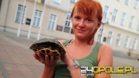 Żółw przechadzał się ulicą Wrocławską