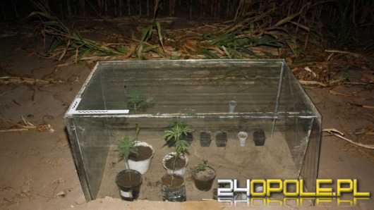 Ukryli uprawę konopii na polu kukurydzy