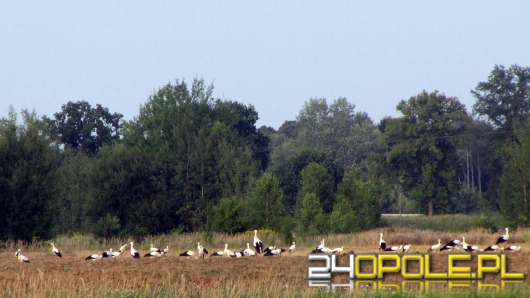 Bociani sejmik przed odlotem do ciepłych krajów