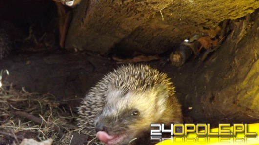 Nietypowi goście w domowym ogrodzie