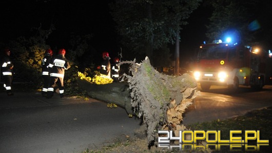 Połamane drzewa i gałęzie - bilans nocnej burzy