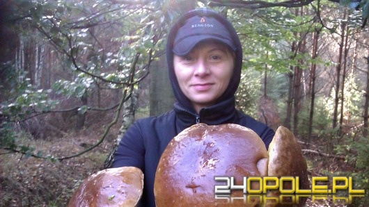 Gigantyczne grzyby znalezione w lesie pod Opolem
