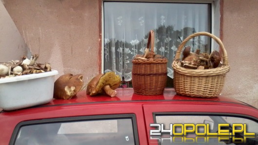 Ostatnie chwile na grzybobranie - czekamy na Wasze zdjęcia!