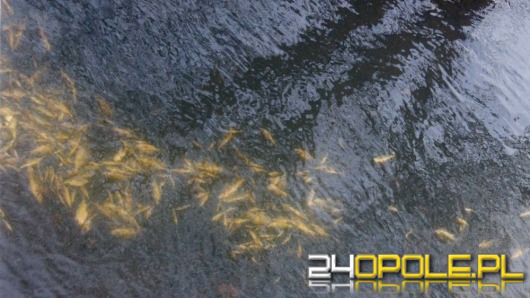 Wpuścił do rzeki kilkaset śniętych ryb