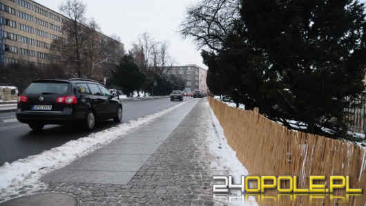 Ratusz dba o zieleń w mieście. Także zimą