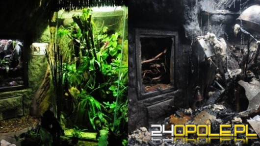 Po pożarze w ZOO. Zawiodła instalacja elektryczna